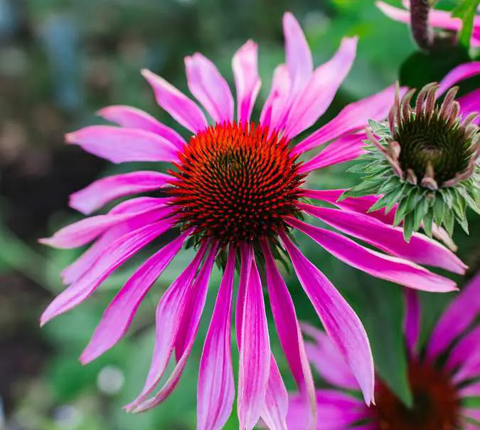 Equinácea. Propiedades, beneficios, usos y contraindicaciones 4 echinacea