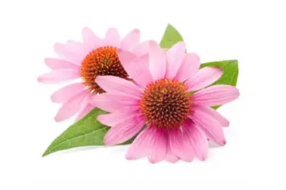 Equinácea. Propiedades, beneficios, usos y contraindicaciones 2 equinacea para que sirve