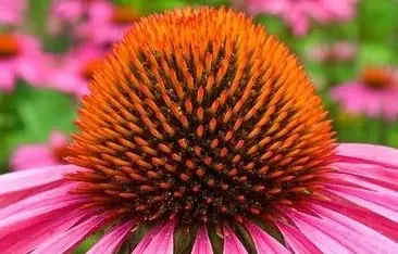 Equinácea. Propiedades, beneficios, usos y contraindicaciones 3 equinacea propiedades