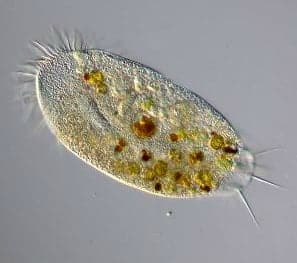 protoctista