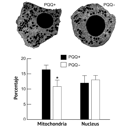 La medicina mitocondrial al rescate de sus células 2