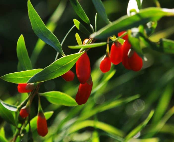 bayas de goji propiedades