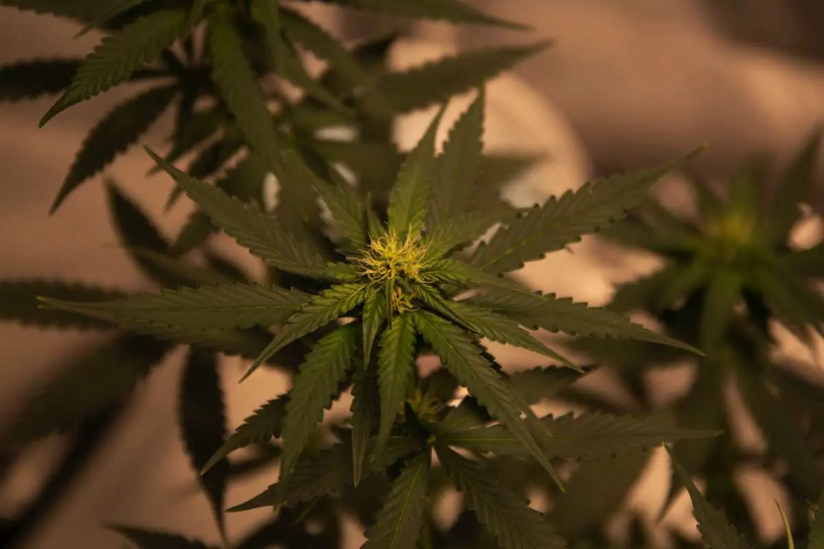 beneficios de la marihuana