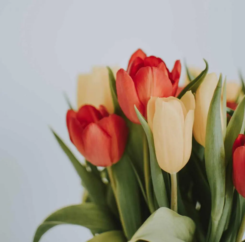 Efectos positivos de las flores sobre las emociones 1 flores emociones