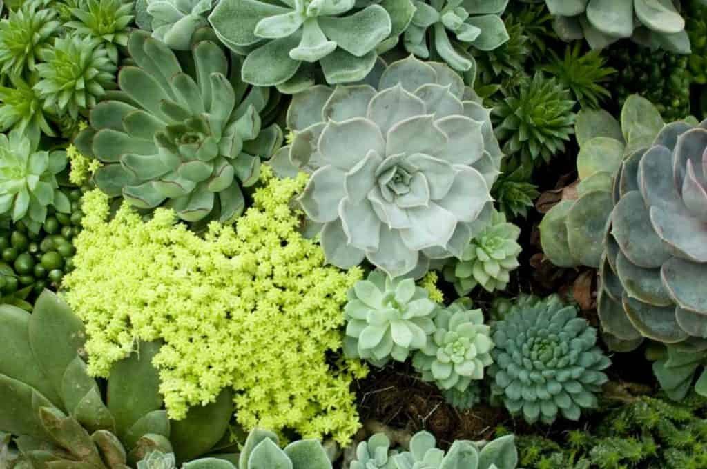 suculentas