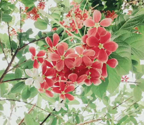 Plantas trepadoras y enredaderas 1 enredaderas con flor