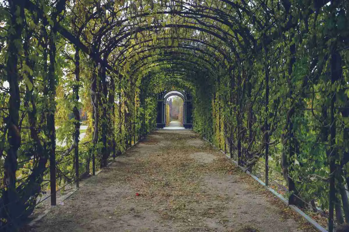 Plantas trepadoras y enredaderas 2 plantas trepadoras