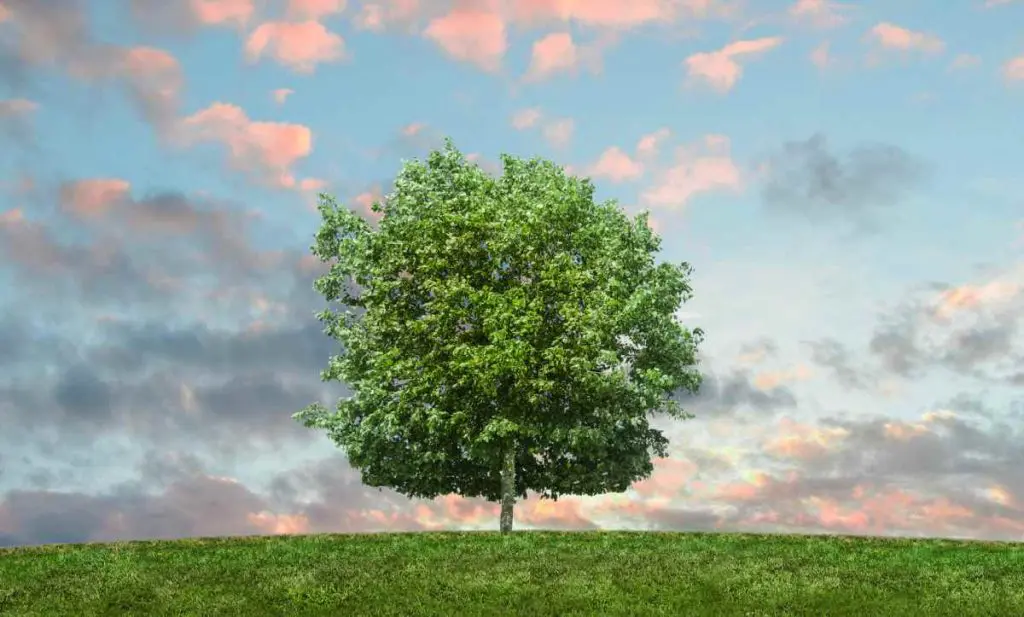 ramas de la ecologia