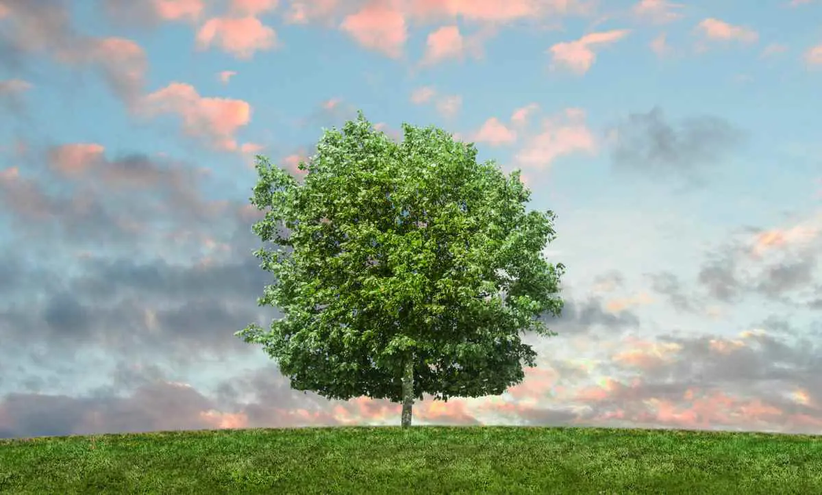 Ramas de la ecología 1 ramas de la ecologia