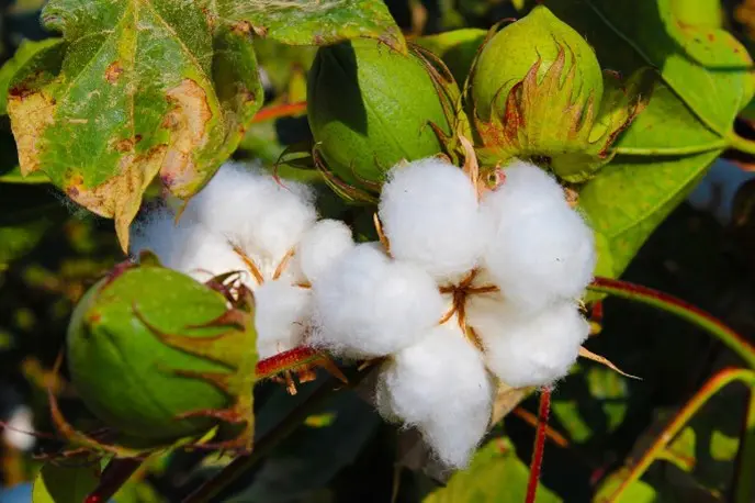 Las 5 razones para vestir a tu bebé con ropa ecológica 2 Las 5 razones para vestir a tu bebé con ropa ecológica 2