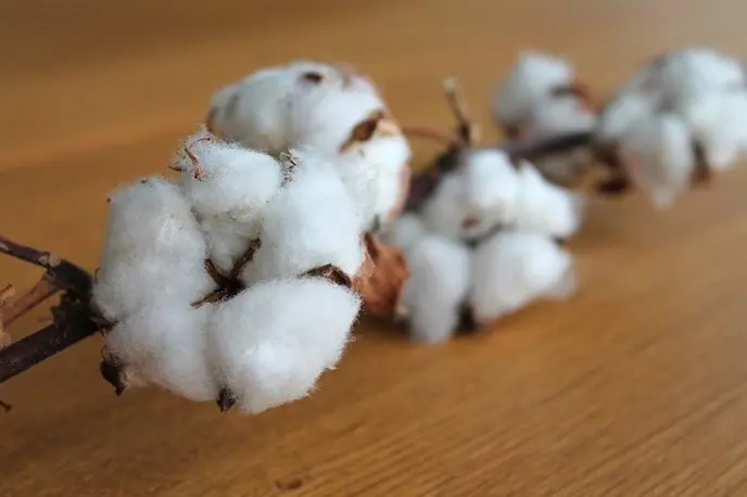 Las 5 razones para vestir a tu bebé con ropa ecológica 3 Las 5 razones para vestir a tu bebé con ropa ecológica 3