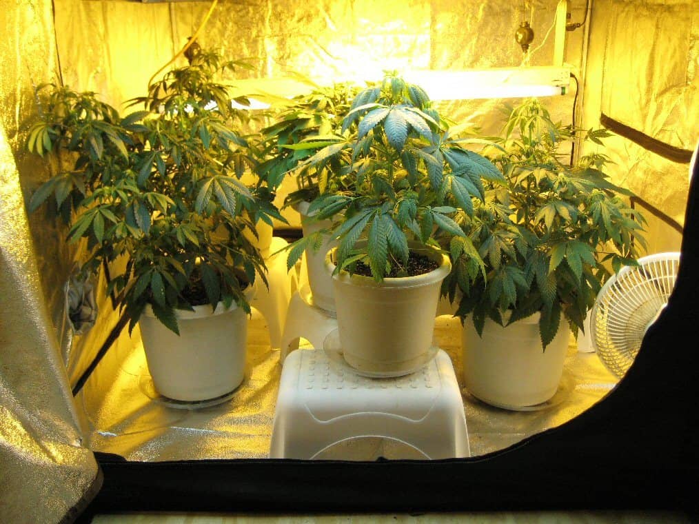 Consejos para cultivar marihuana en interior 2