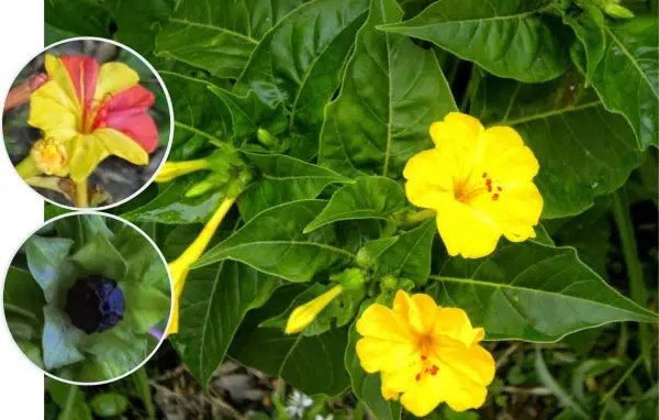 Mirabilis jalapa
