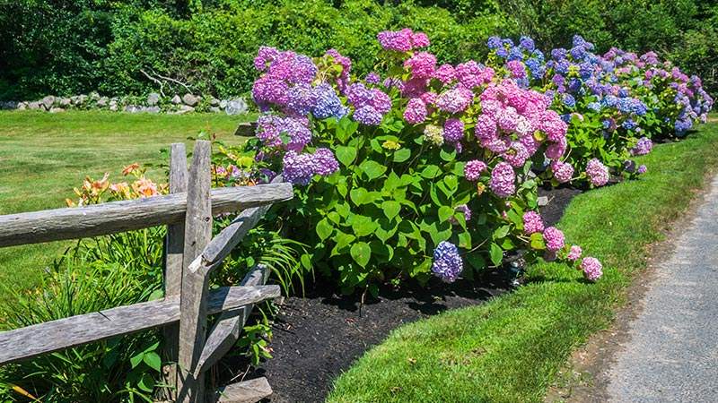 Hortensias. Cuándo se podan. Cuidados, tipos y variedades