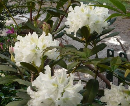 rododendro en maceta