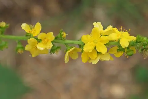 agrimonia propiedades