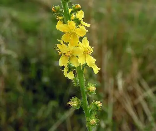 agrimonia
