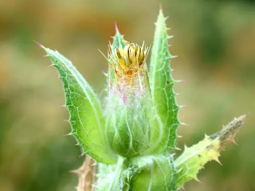 Cardo santo. Propiedades y para qué sirve 1