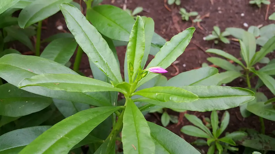 Reduce tu nivel de estrés con las plantas adaptógenas apropiadas 1