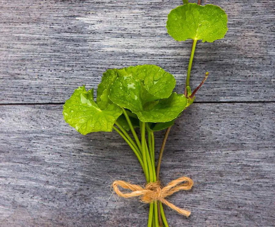 Gotu kola o centella asiática. Propiedades medicinales 2 Gotu Kola