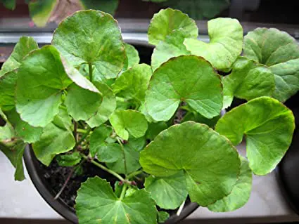Gotu kola o centella asiática. Propiedades medicinales 1 centella asiatica