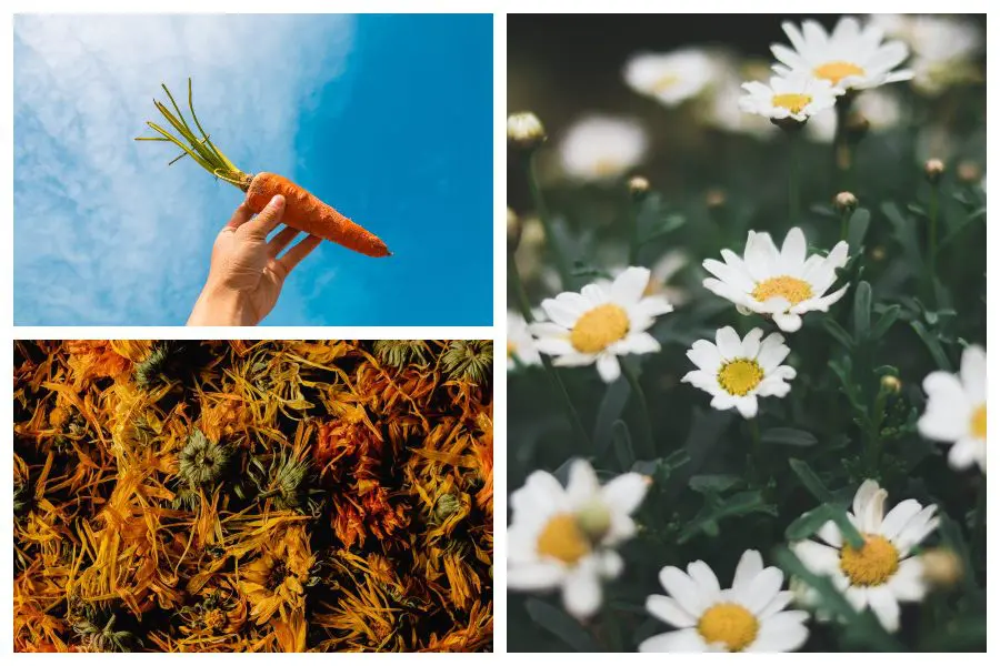 Remedios caseros para la conjuntivitis 1 remedios caseros para la conjuntivitis