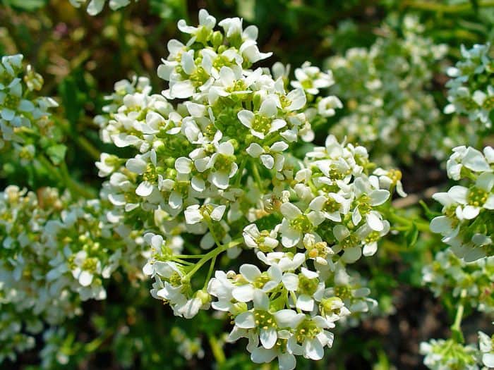 Cochlearia officinalis