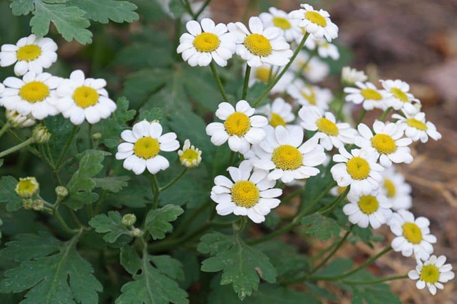 Tanacetum parthenium