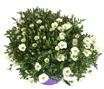 arenaria propiedades