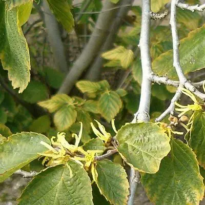 hamamelis virginiana