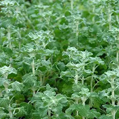 marrubio propiedades