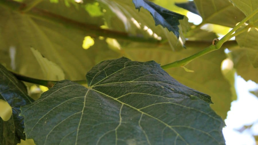 tilia tomentosa propiedades