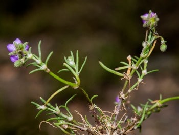 arenaria roja