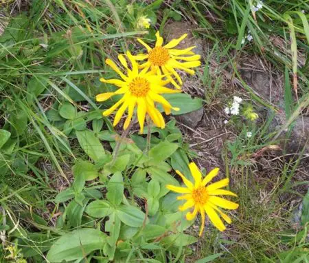 te de arnica beneficios