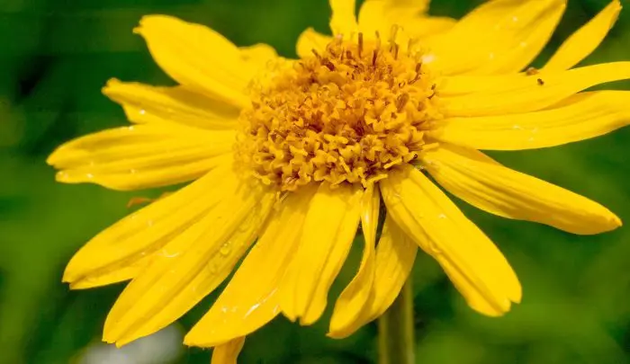 te de arnica para que sirve