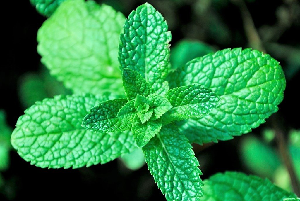 Ecología, Permacultura, Salud Natural, Plantas Medicinales, Como Cultivar, Energías renovables, Bioconstrucción y otros. 8