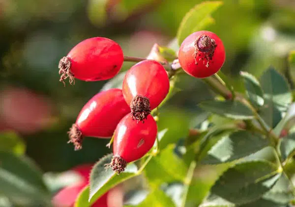 Escaramujo. Propiedades de esta enorme fuente de vitamina C 1 escaramujo