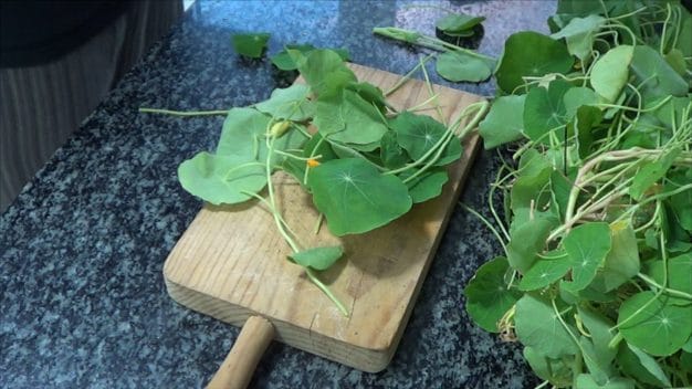 Capuchina o Taco de Reina, Características y cómo Cocinar con esta planta 2