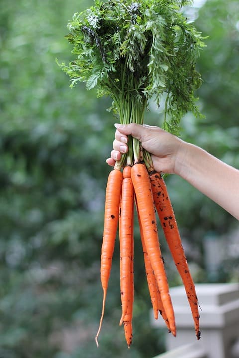 Hojas de zanahoria: descúbrelas con 5 recetas deliciosas 1