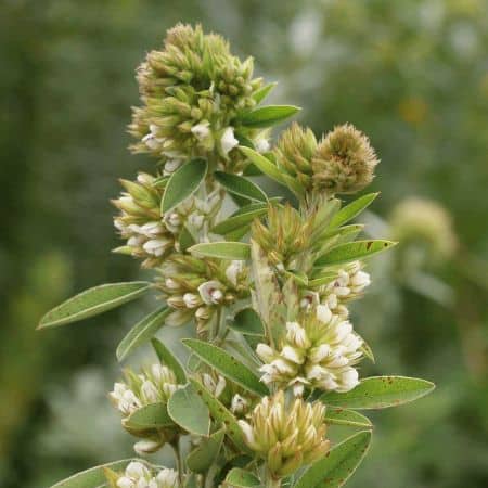 lespedeza propiedades