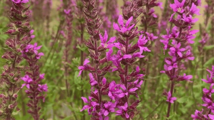 salicaria