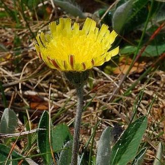 vellosilla propiedades