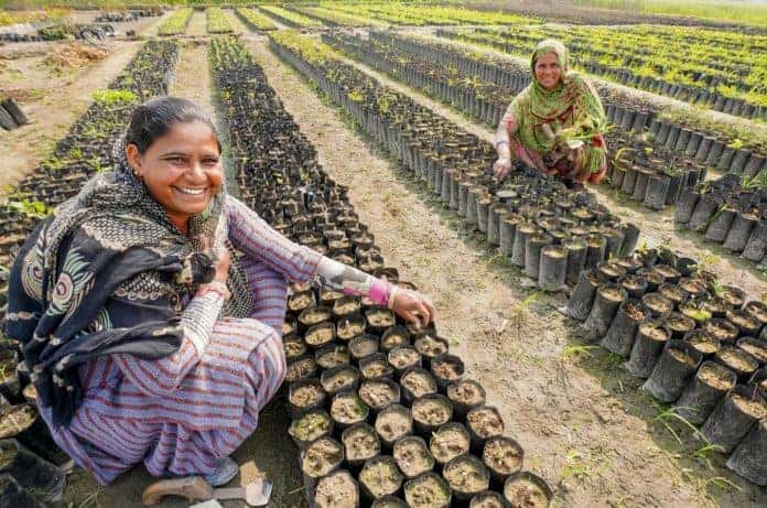 India planta 1,5 millones de árboles frutales en sistema agroforestal 1