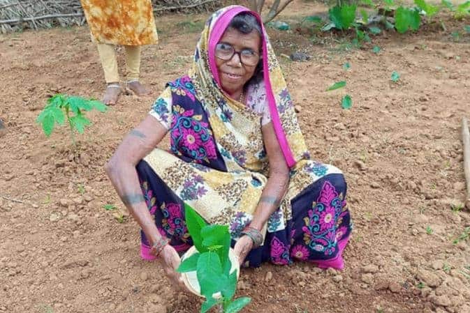 India planta 1,5 millones de árboles frutales en sistema agroforestal 2