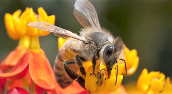 7 flores para plantar en verano y atraer a las abejas 1