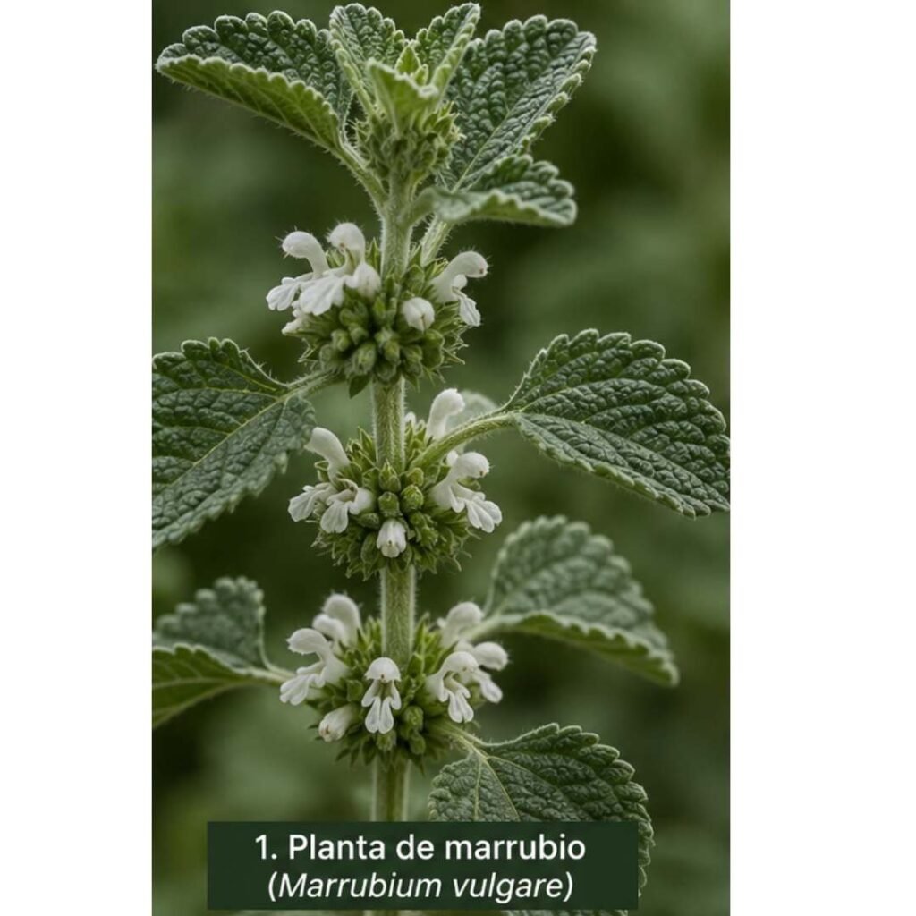 Ecología, Permacultura, Salud Natural, Plantas Medicinales, Como Cultivar, Energías renovables, Bioconstrucción y otros. 1