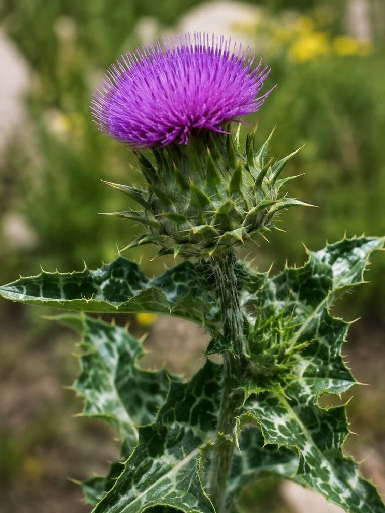Ecología, Permacultura, Salud Natural, Plantas Medicinales, Como Cultivar, Energías renovables, Bioconstrucción y otros. 1