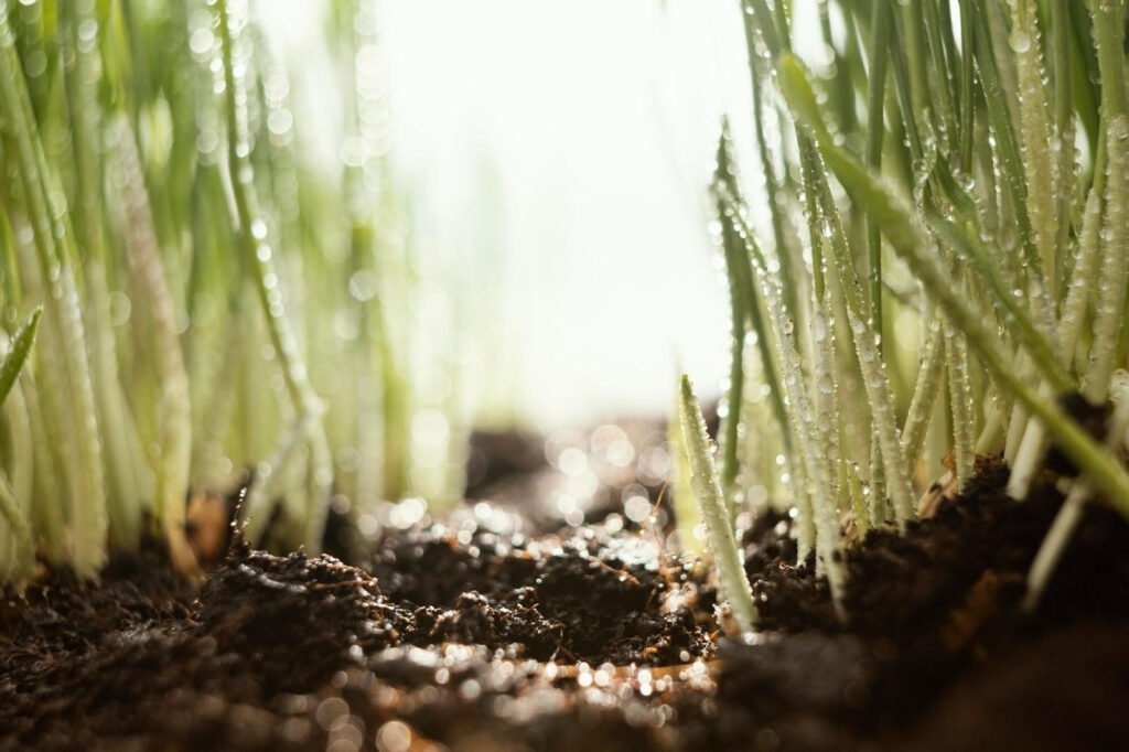 Argentina convierte residuos forestales en biocarbón capaz de fijar CO₂ durante siglos 1